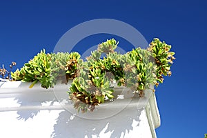 Overhanging plant on the wall