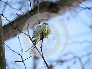 overhanging ring-necked parakeet under blue sky