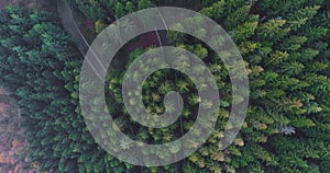 Overhead aerial top view over hairpin bend turn road in countryside autumn forest.Fall orange,green,yellow red pine tree