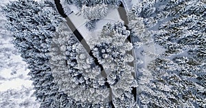 Overhead aerial top view over hairpin bend turn road in mountain snow covered winter forest.White pine tree woods.Snowy