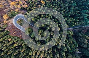 Overhead aerial top view over hairpin turn road bend in countryside autumn pine forest.Fall orange,green,yellow,red tree