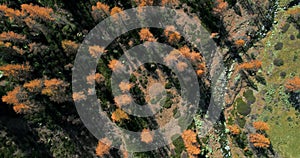 Overhead aerial top view over orange and red larch tree forest woods and creek in sunny autumn.Alps outdoor colorful