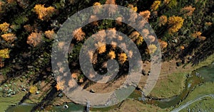 Overhead aerial top view over orange and red larch tree forest woods and creek in sunny autumn.Alps outdoor colorful