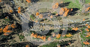 Overhead aerial top view over orange and red larch tree forest woods and creek in sunny autumn.Alps outdoor colorful