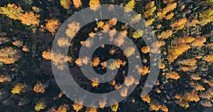 Overhead aerial top view over orange and red larch tree forest woods in sunny autumn.Europe Alps outdoor colorful nature