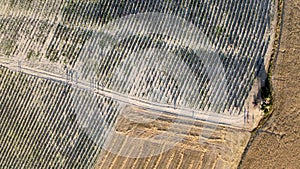 Overhead aerial view of lavender fields in the countryside, summer season, drone viewpoint