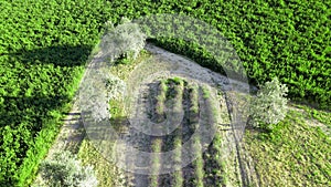 Overhead aerial view of Lavender Fields in the countryside, summer season, drone viewpoint