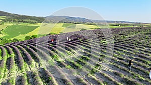 Overhead aerial view of Lavender Fields in the countryside, summer season, drone viewpoint