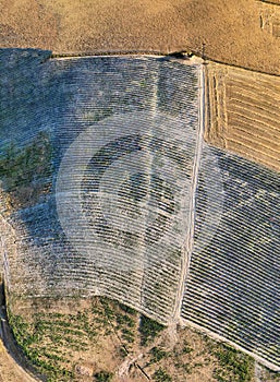 Overhead aerial view of Lavender Fields in the countryside, summer season, drone viewpoint