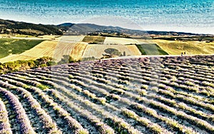 Overhead aerial view of Lavender Fields in the countryside, summer season, drone viewpoint