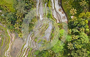 Overhead Aerial View of Tegallalang Rice Terrace. Ubud Bali - Indonesia