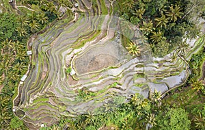 Overhead Aerial View of Tegallalang Rice Terrace. Ubud Bali - Indonesia