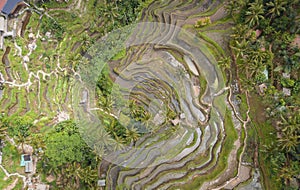 Overhead Aerial View of Tegallalang Rice Terrace. Ubud Bali - Indonesia. Abstract Background