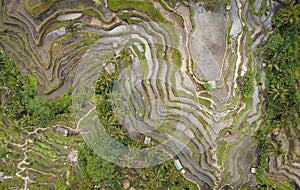 Overhead Aerial View of Tegallalang Rice Terrace. Ubud Bali - Indonesia. Abstract Background