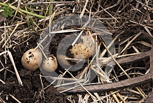 Overhead close-up view of freshly dug new white golden potatoes of various sizes in a home garden.