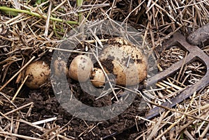 Overhead close-up view of freshly dug new white golden potatoes of various sizes in a home garden.