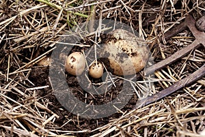 Overhead close-up view of freshly dug new white golden potatoes of various sizes in a home garden.