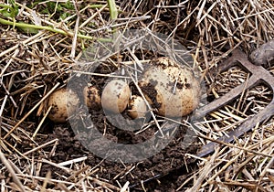 Overhead close-up view of freshly dug new white golden potatoes of various sizes in a home garden.