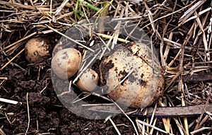 Overhead close-up view of freshly dug new white golden potatoes of various sizes in a home garden.