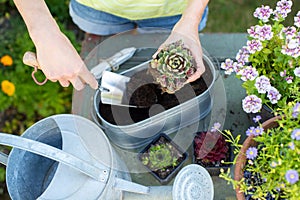 Overhead Close Up Of Woman Gardening At Home Planting Succulent Plants In Metal Planter Outdoors