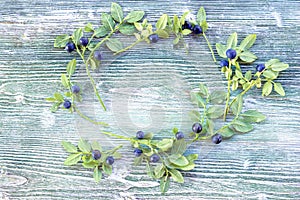 An overhead colored photo of wreath of blueberries with green leaves. Fresh ripe juicy bilberries, bright autumn colorful backgrou