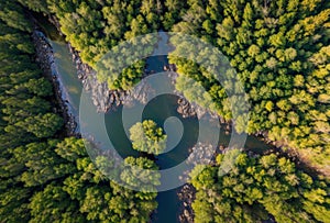 Overhead drone capture of a dense forest with a winding river in the sunset light.. AI generated.