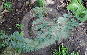 Overhead full view of a growing, well Tamarind plant. In the Sri Lanka this plant called as Siyambala