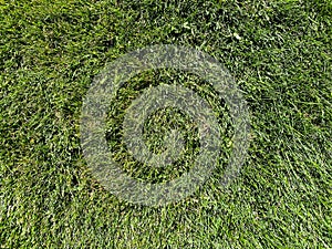 Overhead green grass lawn fresh cut backyard mowed landscaping mow tall bluegrass