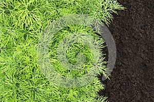 An overhead photo of dill harvest for cookery business. Antioxidant kitchen herb on the eco farm garden bed. Young dill plant on t