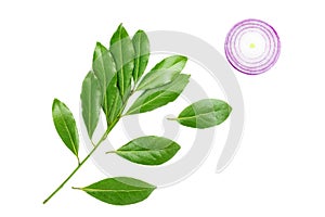 An overhead photo of sliced red onion and bay leaves isolated on white background. Top view. Laurel branch and three separate leav
