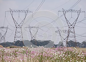 Overhead power lines above a field of spring flowers in Kwazulu Natal, South Africa.