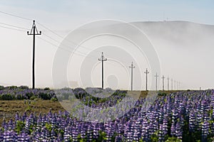 Overhead powerline with Blue Alaskan lupins, Iceland