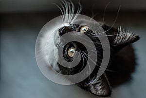 Overhead selective shot of an adorable cat with black fur and white whiskers