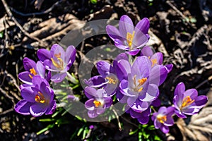 Overhead shot of blooming purple crocus flowers on a meadow in spring with sun beams