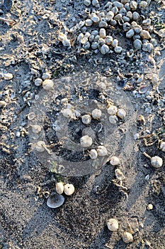Overhead shot of damaged white seashells thrown to the sandy seashore