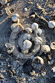 Overhead shot of damaged white seashells thrown to the sandy seashore