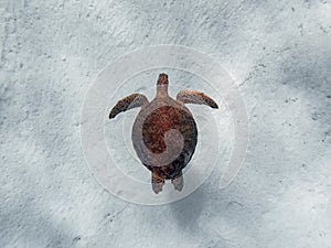 Overhead shot of a green sea turtle Chelonia mydas swimming in a shallow and sandy reef.