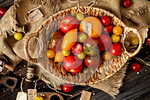 Overhead shot of homegrown assorted red, yellow, orange tomatoes in wicker straw basket