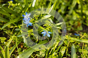 Overhead shot of small blue glowers and green leaves in a field