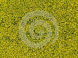 overhead top view of yellow booming rapped cabbage