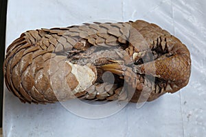 Overhead ventral view of a dry out dead Indian pangolins body photo
