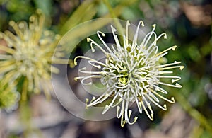 Overhead view of an Australian native Grevillea scapigera flower, family Proteaceae