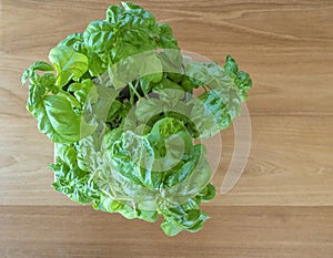 Overhead view of a basil plant and leaves on a hardwood background