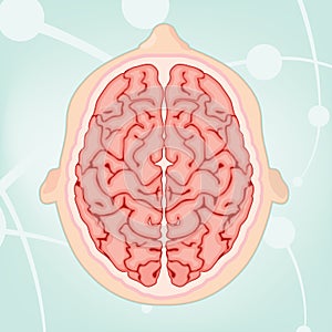 Overhead View of a Brain