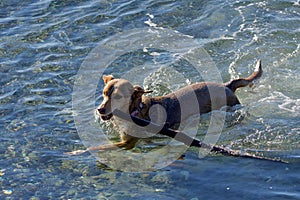 Overhead view of brown dog fetching a stick in shallow sea water