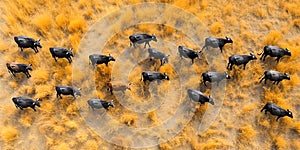 Overhead view capturing the motion of cattle on the golden, dry savannah, hinting at the arid conditions of the environment. A photo