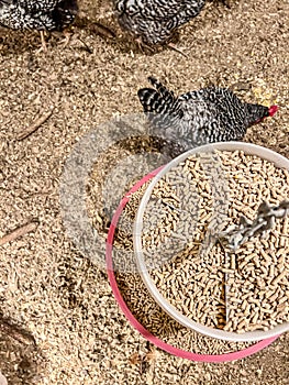 Overhead view of a chicken feeder in a free range coop with birds around it