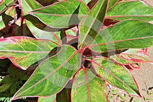 Overhead view of a Chinese evergreen plant and its green and red color foliage