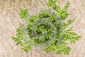 Overhead view of citronella grass, a species of perennial aromatic plant.