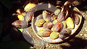Overhead view of collecting ripe cacao fruit from the backyard garden for making handmade chocolate